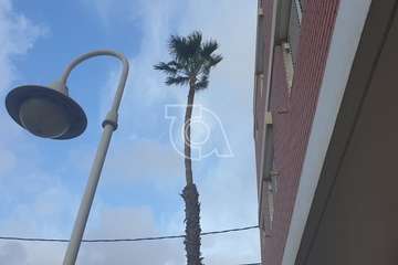 Poda y limpieza de las palmeras de Salinetas y Clavellinas/TA.